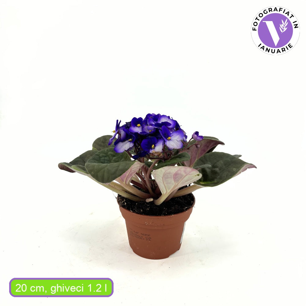 Violeta de Parma, Saintpaulia More Lips, cu flori mov-alb, plante inflorita, de interior, intretinere minima