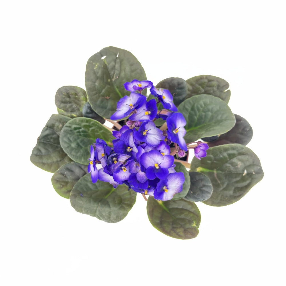 Violeta de Parma, Saintpaulia More Lips, cu flori mov-alb, plante inflorita, de interior, intretinere minima