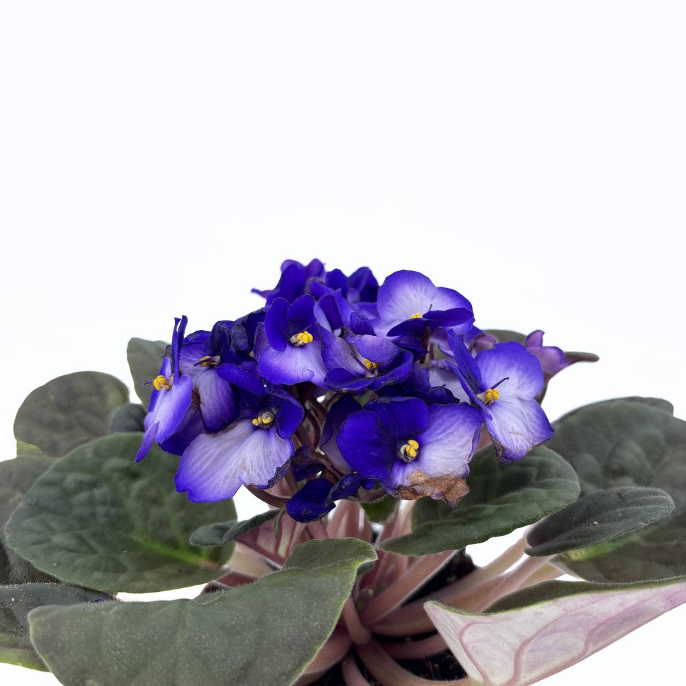 Violeta de Parma, Saintpaulia More Lips, cu flori mov-alb, plante inflorita, de interior, intretinere minima