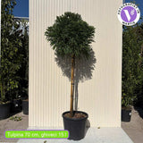 Cryptomeria japonica Globosa Nana pe tulpina, conifer japonez pitic sferic, decorativ tot anul, pentru ghivece si gradini mici