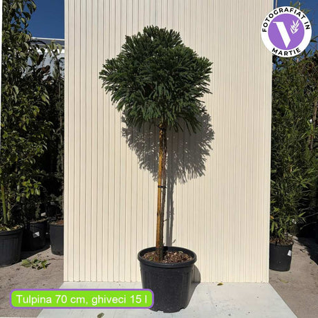 Cryptomeria japonica Globosa Nana pe tulpina, conifer japonez pitic sferic, decorativ tot anul, pentru ghivece si gradini mici