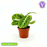 Planta Care se Roaga (Maranta) Kerchoveana, 30-40 cm