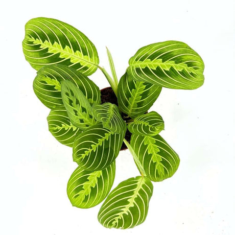 Planta Care se Roaga (Maranta) Lemon, 30 cm, planta de interior decorativa, frunze verzi cu dungi galbene, ingrijire medie