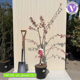 Copac Sakura, Cires Japonez Ornamental Kursar, cu flori roz intens, inflorire timpurie