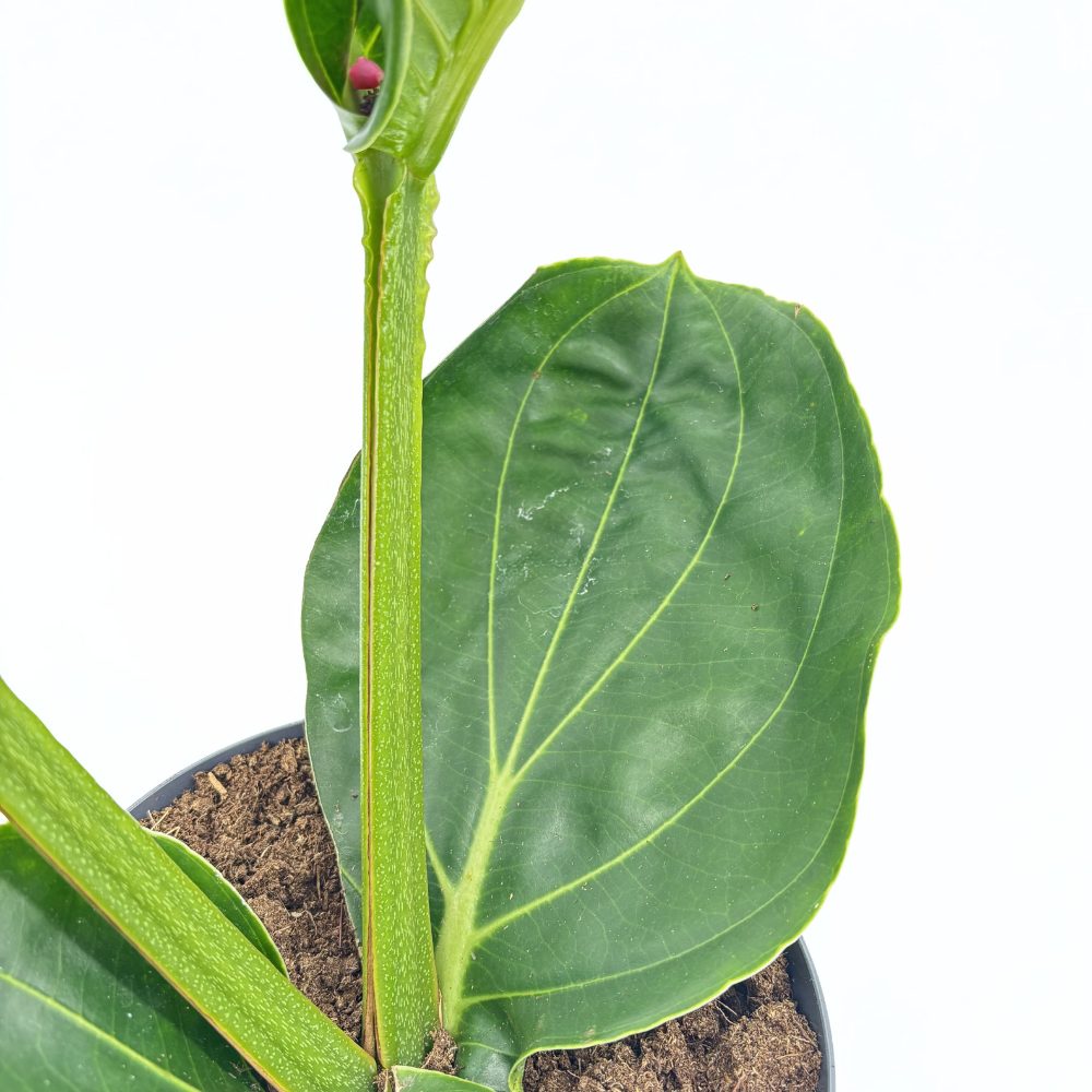 Floarea Regelui Medinilla Flamenco, 40-55 cm, flori roz spectaculoase, planta tropicala exotica, decor luxuriant pentru casa si interior