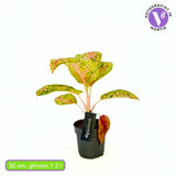 Aglaonema Grand Poppy, 30 cm, planta tropicala exotica, purificatoare de aer, usor de ingrijit