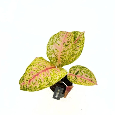 Aglaonema Grand Poppy, 30 cm, planta tropicala exotica, purificatoare de aer, usor de ingrijit