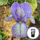 Iris Germanica (Stanjenel) Petite Monet, cu flori flori violet pal cu striatii albastre parfumate, crestere rapida, bulb plantat in ghiveci