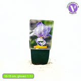 Iris Germanica (Stanjenel) Petite Monet, cu flori flori violet pal cu striatii albastre parfumate, crestere rapida, bulb plantat in ghiveci