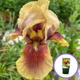 Iris Germanica (Stanjenel) Oklahoma Bandit, cu flori bicolore violet si albastru intens parfumate, crestere rapida, bulb plantat In ghiveci