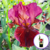 Iris Germanica (Stanjenel) Fabulous Jeanet, cu flori bicolore violet si rosu inchis parfumate, crestere rapida, bulb plantat In ghiveci