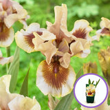 Iris Germanica (Stanjenel) Zing Me, cu flori flori galben crem cu bordo parfumate, crestere rapida, bulb plantat In ghiveci