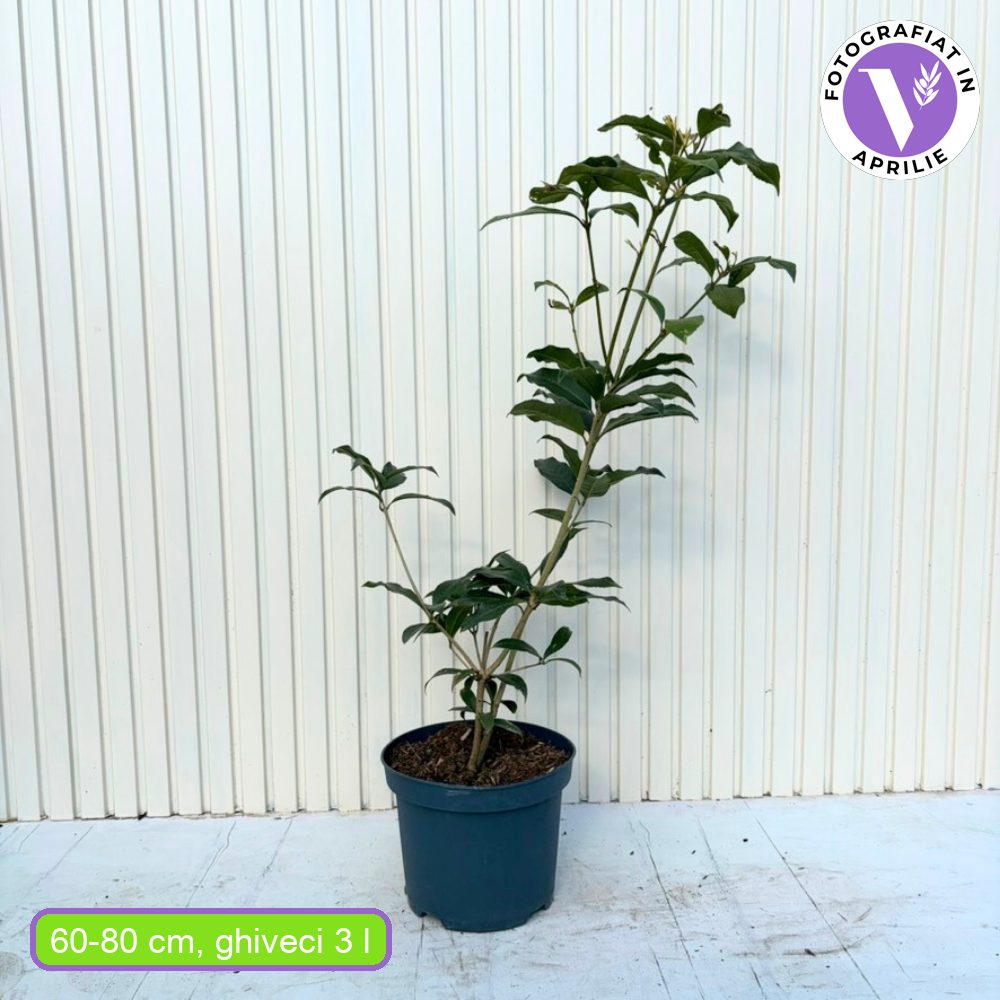 Ilex Fals Japonez Osmanthus Fragrans, arbust vesnic verde cu flori albe parfumate si frunzis lucios, usor de intretinut