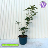 Ilex Fals Japonez Osmanthus Fragrans, arbust vesnic verde cu flori albe parfumate si frunzis lucios, usor de intretinut