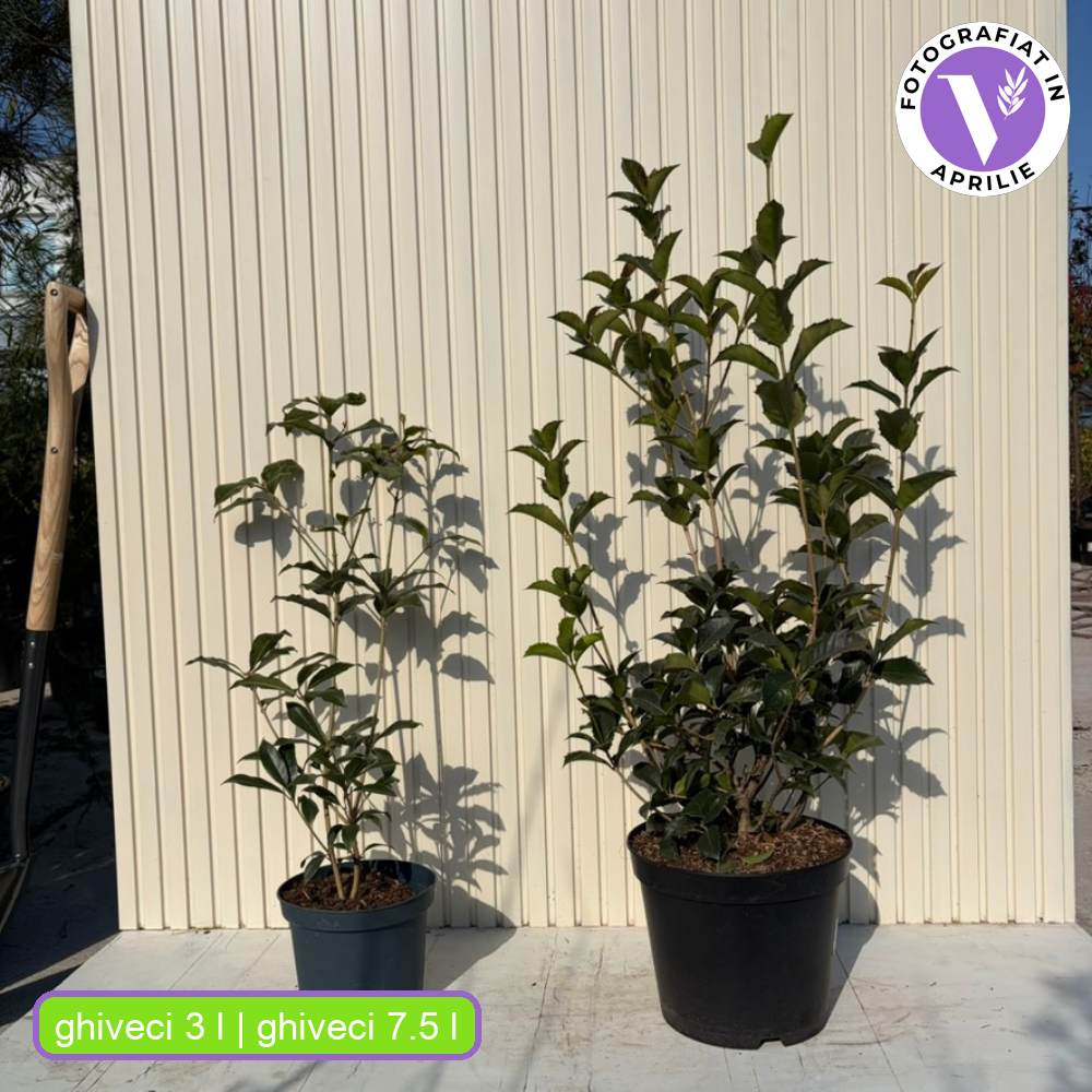 Ilex Fals Japonez Osmanthus Fragrans, arbust vesnic verde cu flori albe parfumate si frunzis lucios, usor de intretinut