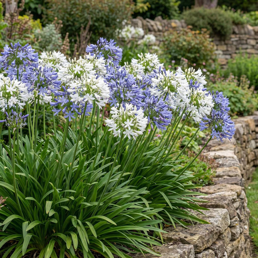 Crin African Agapanthus Blue Umbrella, flori albastre-deschis elegante in globuri, planta exotica rezistenta