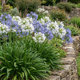 Crin African Agapanthus Blue Umbrella, flori albastre-deschis elegante in globuri, planta exotica rezistenta