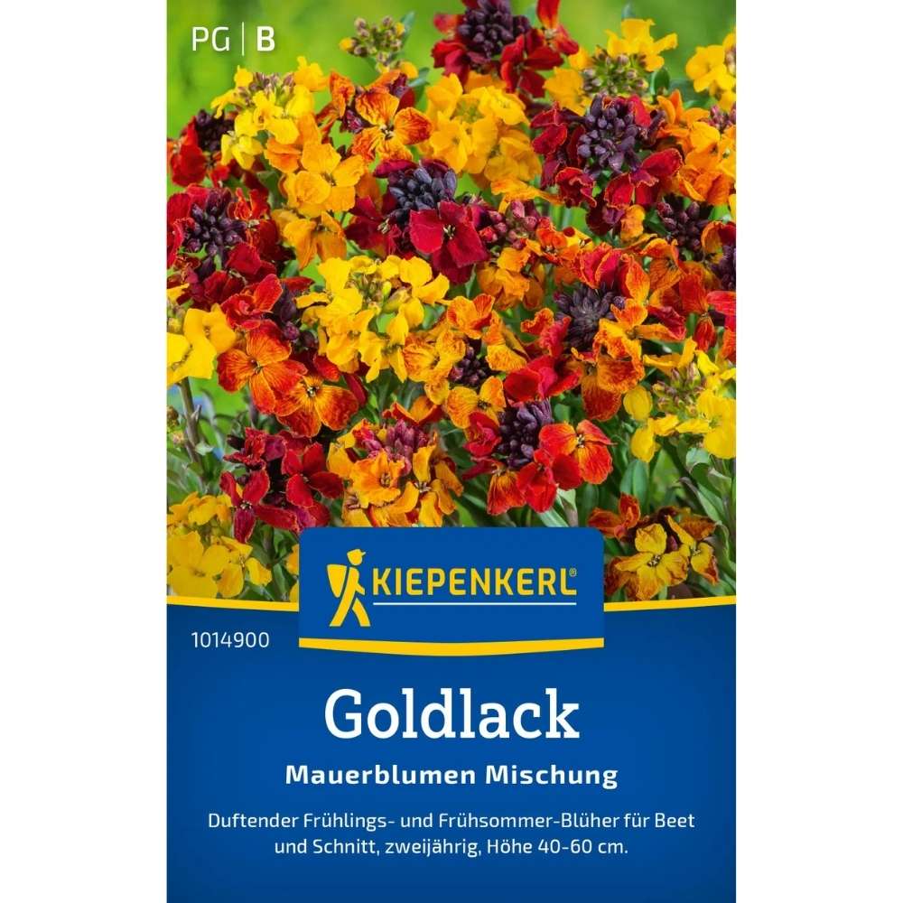 Seminte de goldlac – mix Mauerblumen, flori galbene si portocalii, ajunge pentru 60 Plante