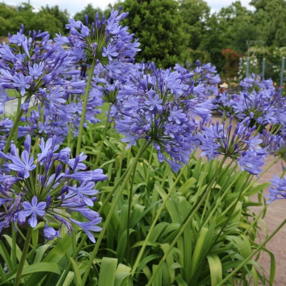 Crin African Agapanthus Blue Umbrella, flori albastre-deschis elegante in globuri, planta exotica rezistenta