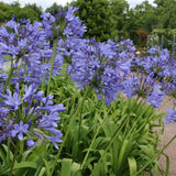 Crin African Agapanthus Blue Umbrella, flori albastre-deschis elegante in globuri, planta exotica rezistenta