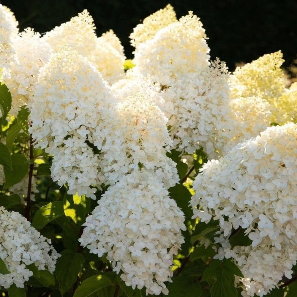 Hortensie de gradina (Paniculata) Living Sugar Rush, cu flori mari, albe cu nuante roz delicate