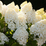 Hortensie de gradina (Paniculata) Living Sugar Rush, cu flori mari, albe cu nuante roz delicate