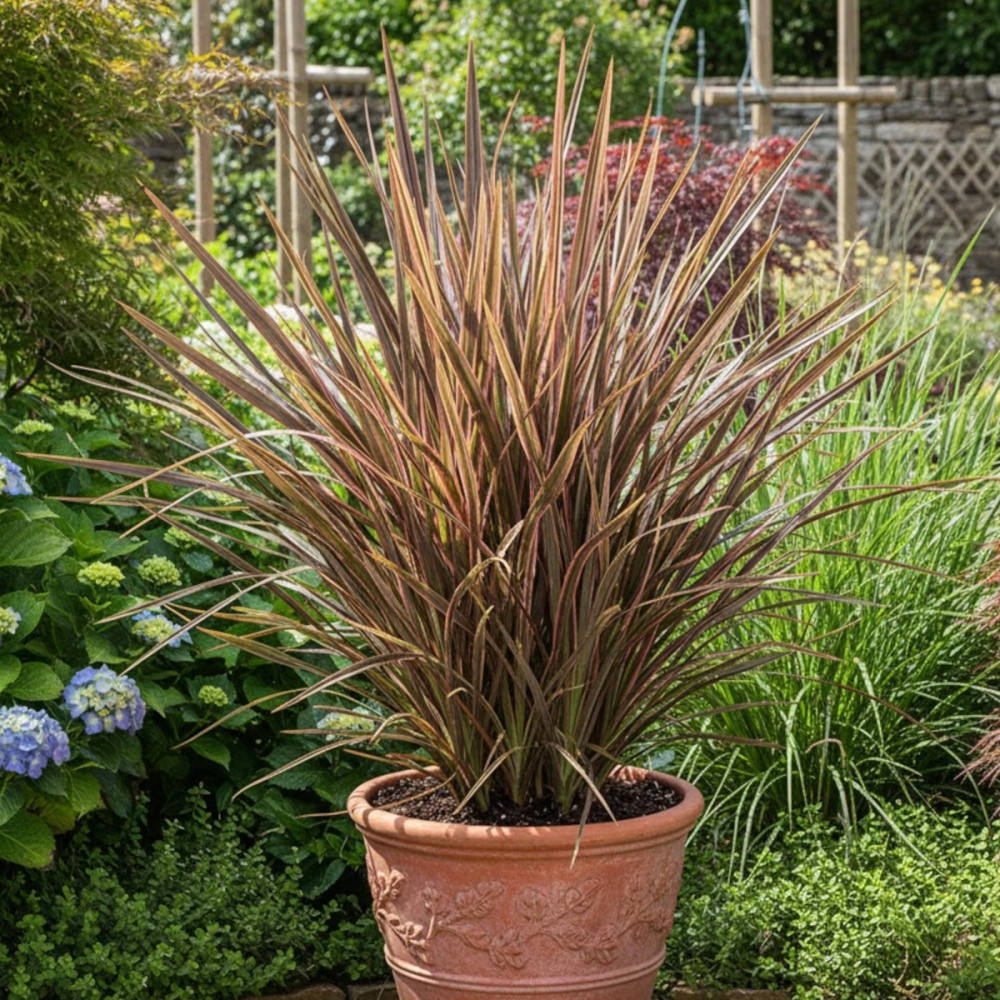 Iarba Flax Apricot Queen (Phormium), frunze elegante verde, crem si nuante caisii, vesnic verde