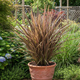 Iarba Flax Apricot Queen (Phormium), frunze elegante verde, crem si nuante caisii, vesnic verde