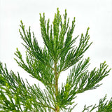 Arborele Mamut, Sequoia Gigant (Sequoiadendron Giganteum), conifer cu ace verde-albastrui, aspect metalic usor, arbore decorativ urias, vesnic verde, coroana piramidala