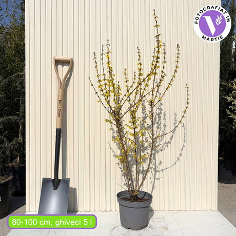 Ploaie de Aur (Forsythia Week-end), arbust ornamental cu flori galbene primavara, crestere rapida