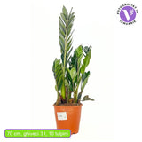 Planta Norocului (Zamioculcas Zamiifolia) Super Nova, 70 cm, 10  tulpini/ghiveci, planta de apartament cu frunze suculente, rezistent umbra, rezistenta, udare rara