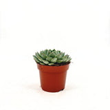 Suculenta (Echeveria) Sky Pearl, 15 cm, suculenta decorativa frunze argintiu perlat cu varfuri rosii, interior