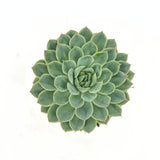 Suculenta (Echeveria) Sky Pearl, 15 cm, suculenta decorativa frunze argintiu perlat cu varfuri rosii, interior