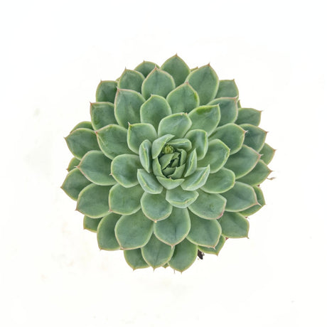 Suculenta (Echeveria) Sky Pearl, 15 cm, suculenta decorativa frunze argintiu perlat cu varfuri rosii, interior