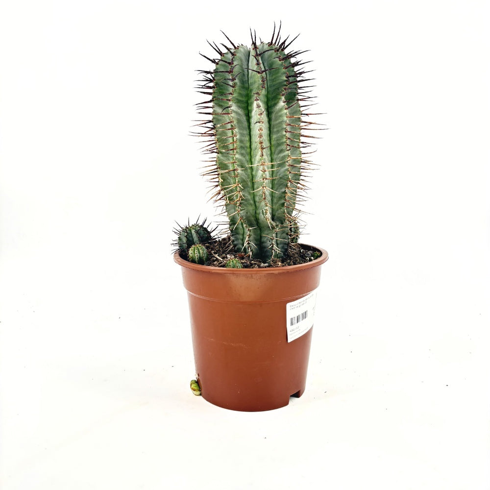 Cactus Horrida, planta rezistenta exotica de interior, usor de intretinut, 40 cm