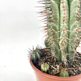 Cactus Horrida, planta rezistenta exotica de interior, usor de intretinut, 40 cm