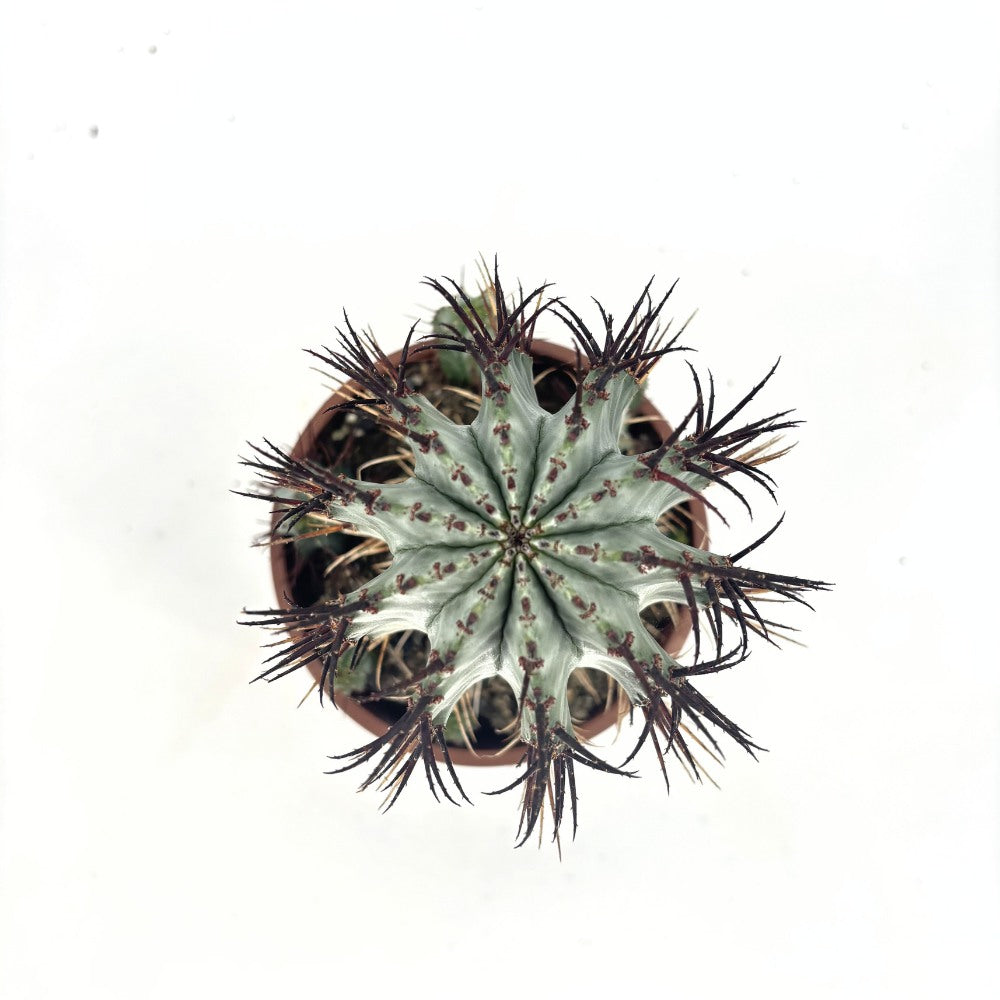 Cactus Horrida, planta rezistenta exotica de interior, usor de intretinut, 40 cm