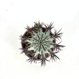 Cactus Horrida, planta rezistenta exotica de interior, usor de intretinut, 40 cm