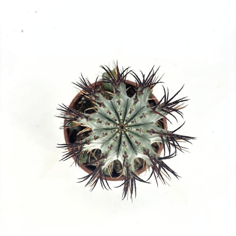 Cactus Horrida, planta rezistenta exotica de interior, usor de intretinut, 40 cm