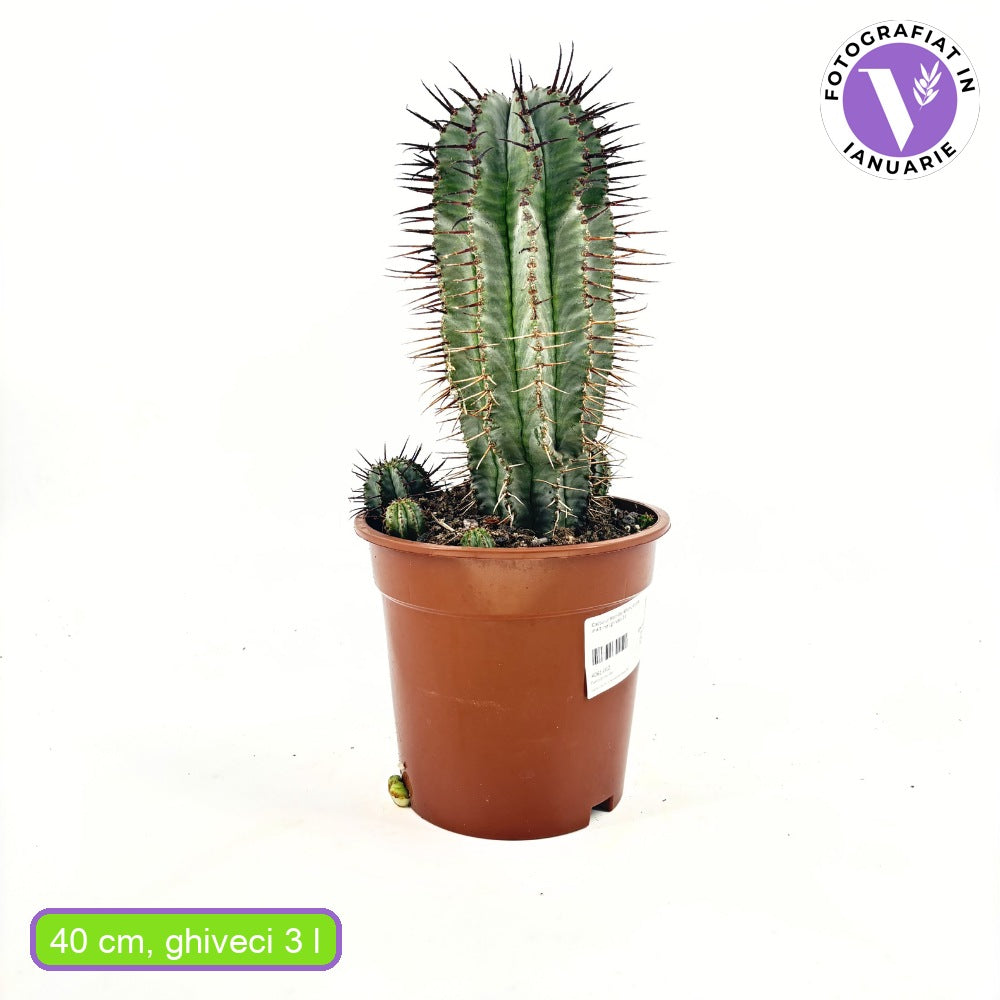 Cactus Horrida, planta rezistenta exotica de interior, usor de intretinut, 40 cm
