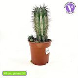 Cactus Horrida, planta rezistenta exotica de interior, usor de intretinut, 40 cm