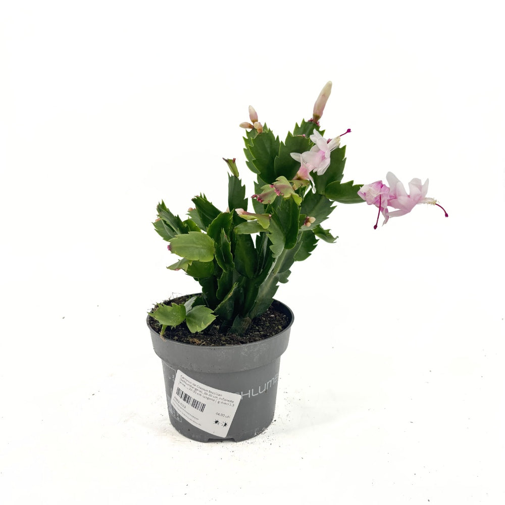 Cactusul de Craciun brazilian (Schlumbergera), 20-30 cm, planta de interior decorativa cu flori albe spectaculoase