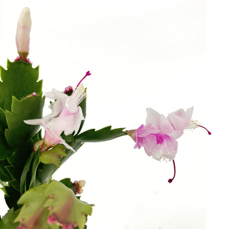 Cactusul de Craciun brazilian (Schlumbergera), 20-30 cm, planta de interior decorativa cu flori albe spectaculoase
