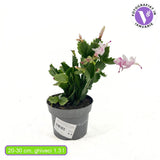 Cactusul de Craciun brazilian (Schlumbergera), 20-30 cm, planta de interior decorativa cu flori albe spectaculoase