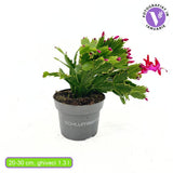 Cactusul de Craciun brazilian (Schlumbergera), 20-30 cm, planta de interior decorativa cu flori roz spectaculoase iarna