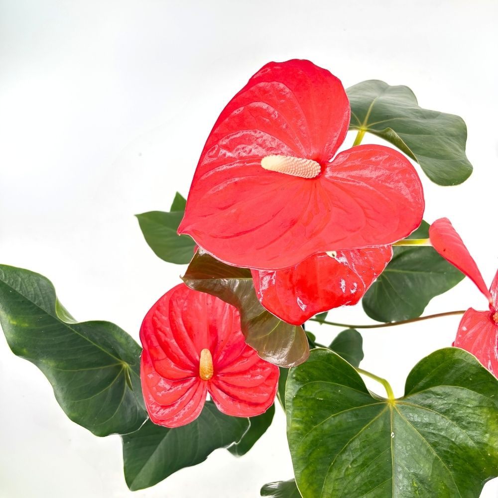 Floarea Flamingo Anthurium Idaho, 65 cm, planta de interior cu flori roșii decorative lucioase in forma de inima