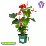 Floarea Flamingo Anthurium Idaho, 65 cm, planta de interior cu flori roșii decorative lucioase in forma de inima