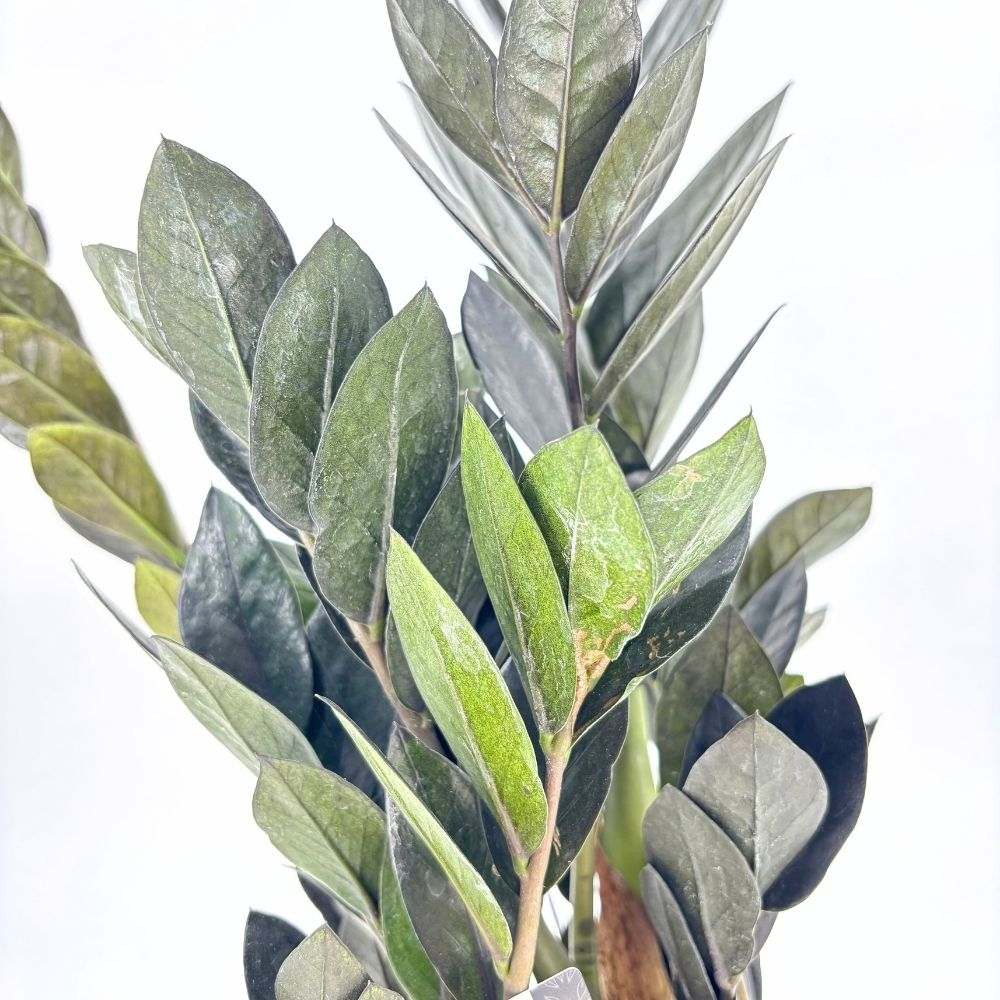Planta Norocului (Zamioculcas Zamiifolia) Raven, 3  tulpini/ghiveci, planta de apartament cu frunze negre lucioase, rezistenta umbra, udare rara - 50 cm