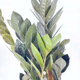 Planta Norocului (Zamioculcas Zamiifolia) Raven, 3  tulpini/ghiveci, planta de apartament cu frunze negre lucioase, rezistenta umbra, udare rara - 50 cm