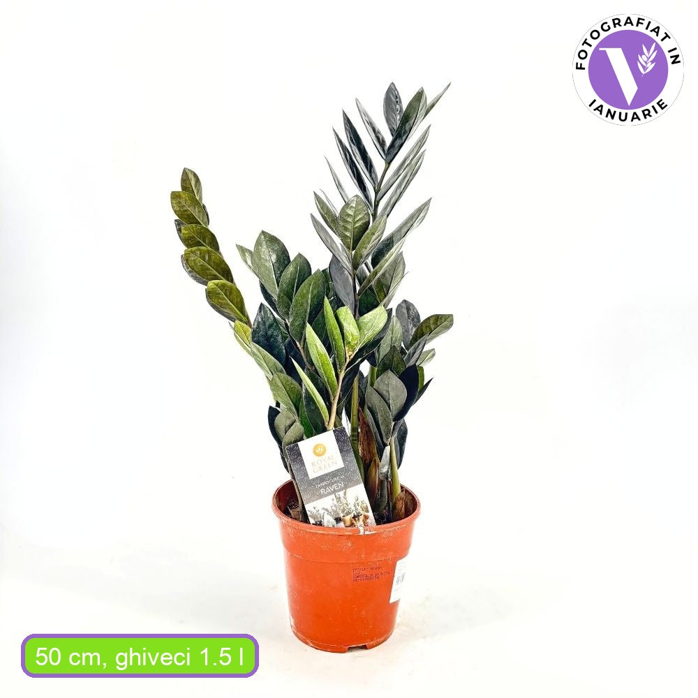 Planta Norocului (Zamioculcas Zamiifolia) Raven, 3  tulpini/ghiveci, planta de apartament cu frunze negre lucioase, rezistenta umbra, udare rara - 50 cm